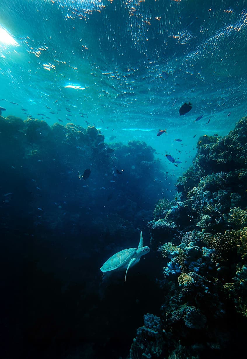 oceaterra