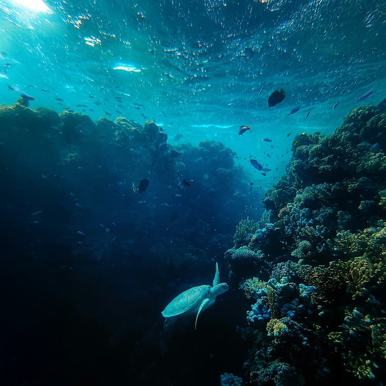 oceaterra