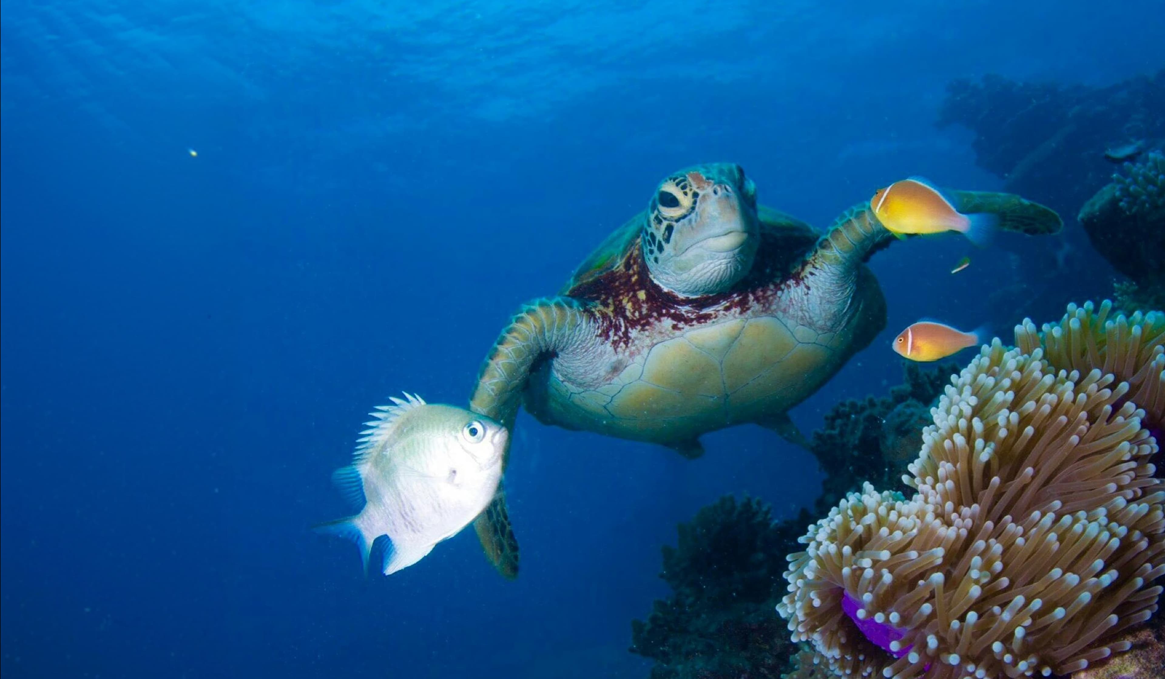 oceaterra