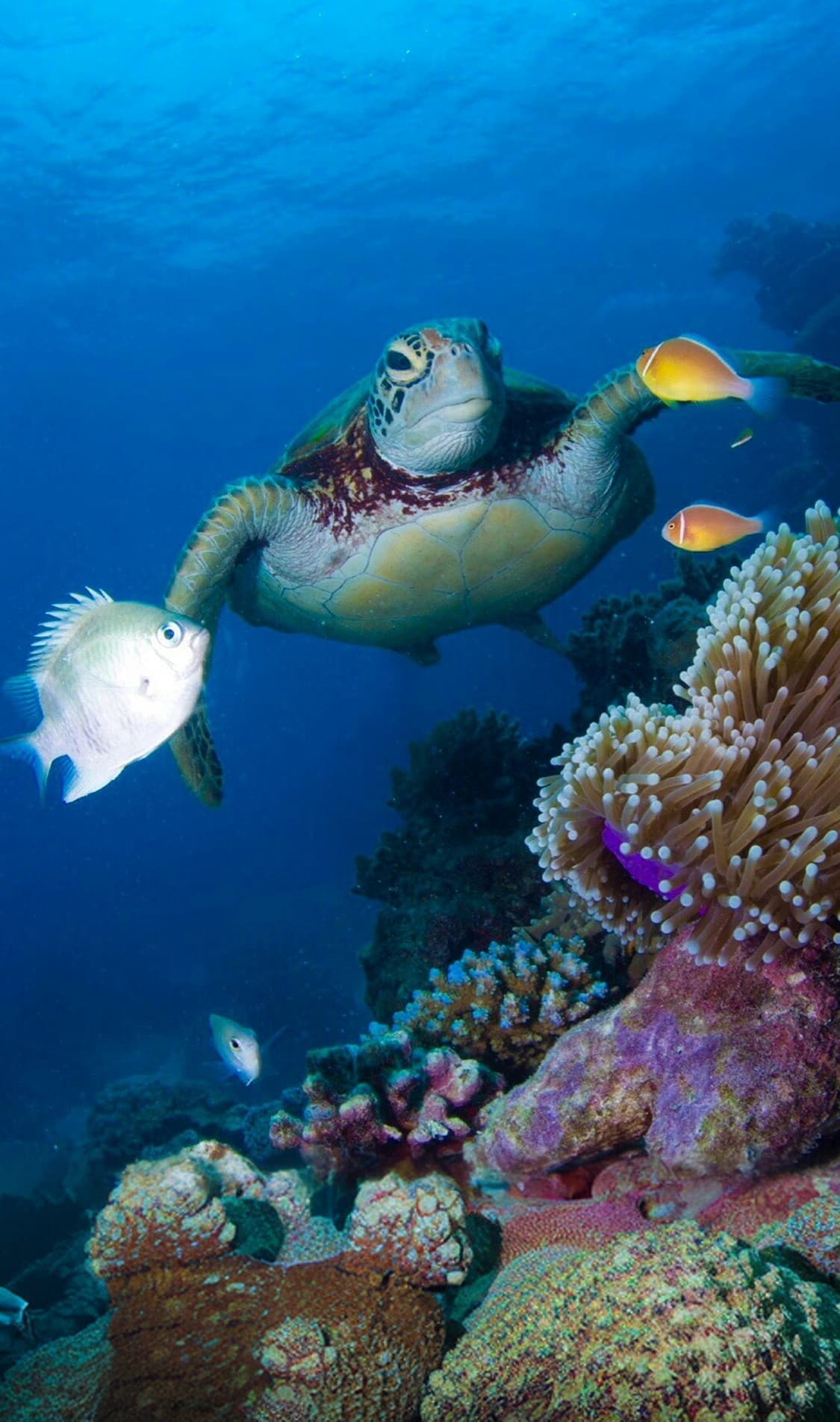 oceaterra