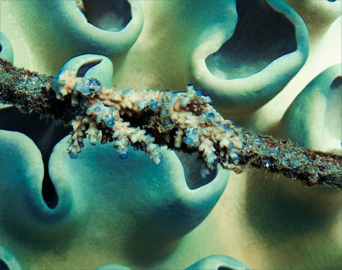 oceaterra