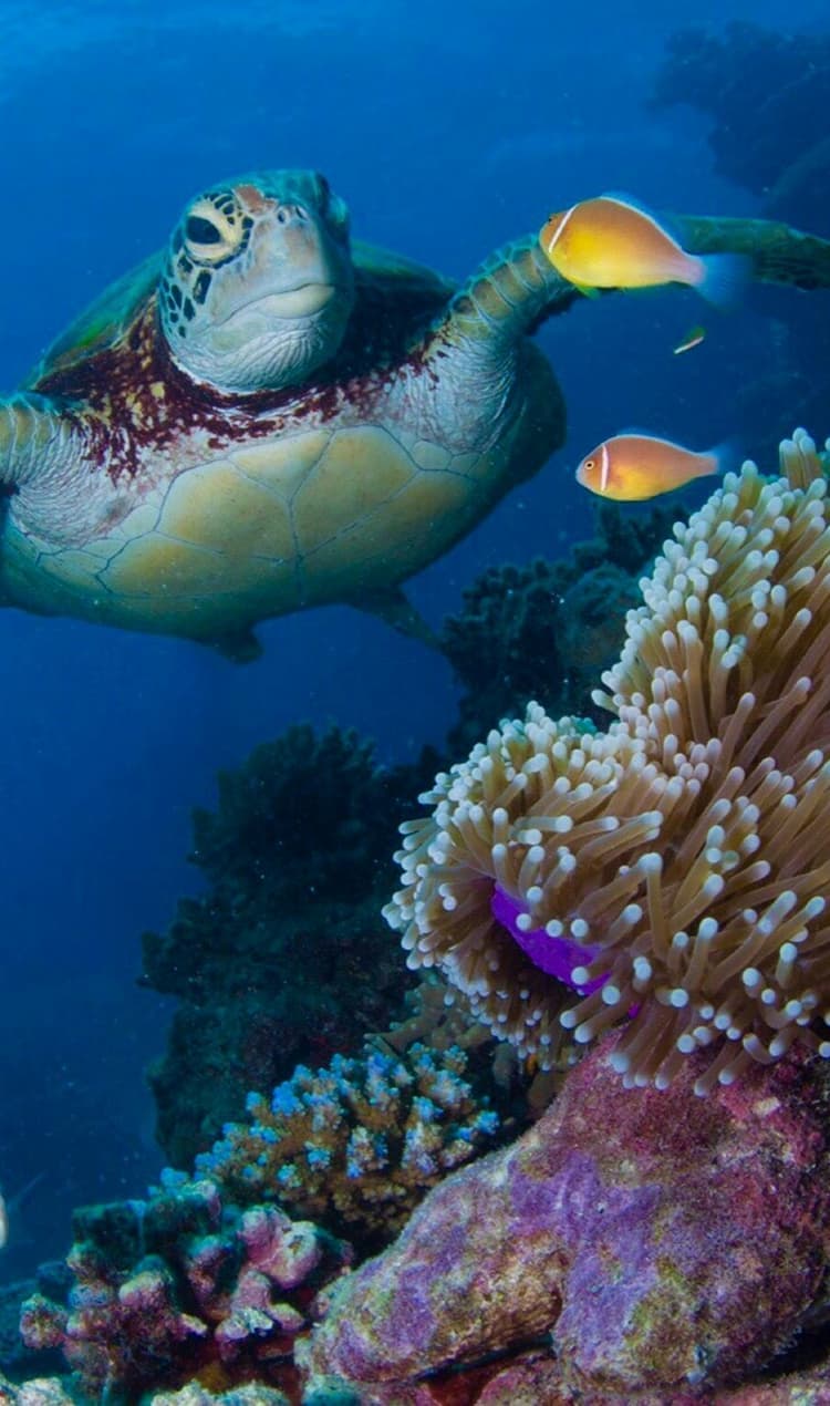 oceaterra