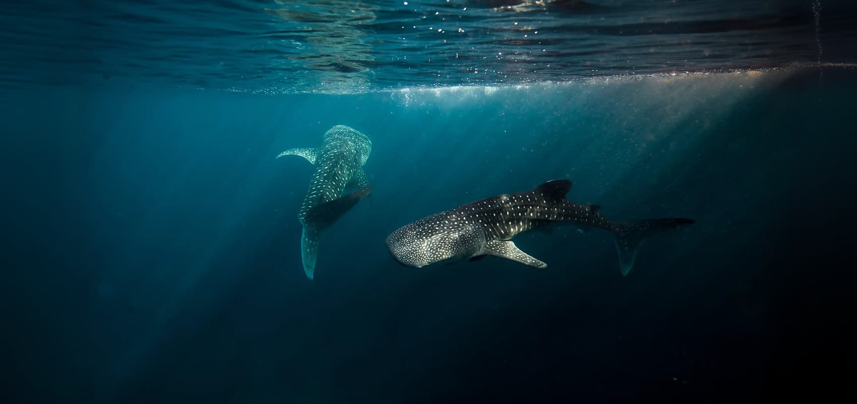 oceaterra
