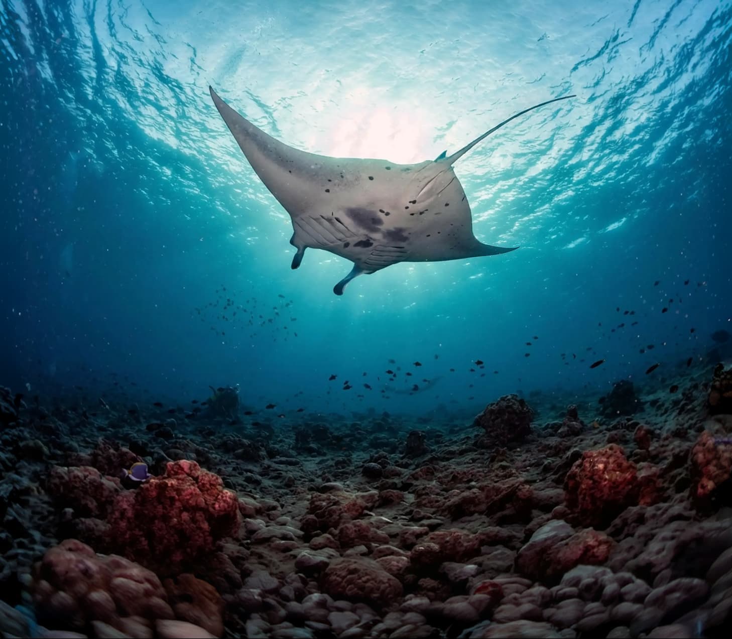 oceaterra