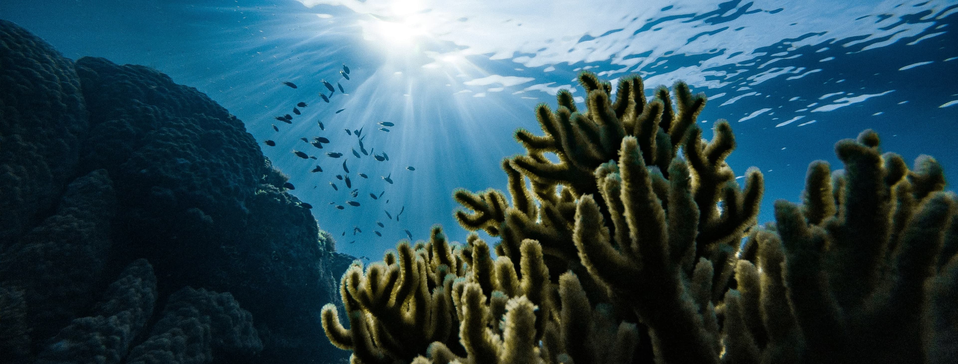 oceaterra