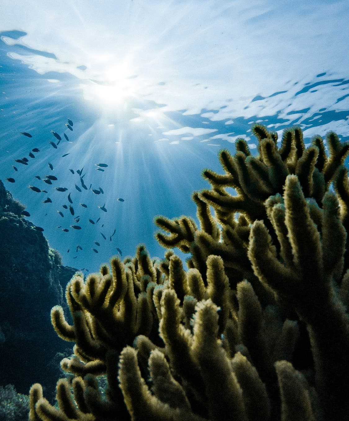 oceaterra
